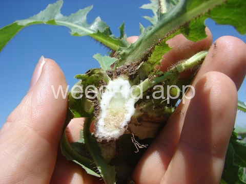lettuce, prickly
